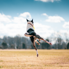 Load image into Gallery viewer, Joyful dog leaping through a sunlit field, embracing the outdoors with boundless energy and happiness.