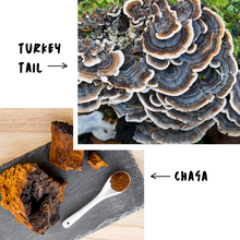 Load image into Gallery viewer, Chaga and Turkey Tail mushrooms, two potent natural health enhancers for dogs.