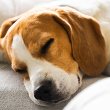 Load image into Gallery viewer, A dog sleeping.