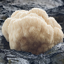 Load image into Gallery viewer, A Lion's Mane mushroom growing on a tree in the wild.