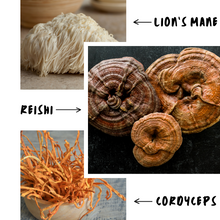 Load image into Gallery viewer, Reishi, Cordyceps, and Lion's Mane mushrooms displayed as ingredients of the Woofshrooms calm bundle for dogs.
