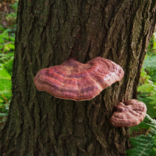 Load image into Gallery viewer, Reishi mushrooms growing on a tree in their natural habitat.