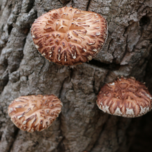Load image into Gallery viewer, Shiitake mushrooms growing on a tree in their natural habitat.