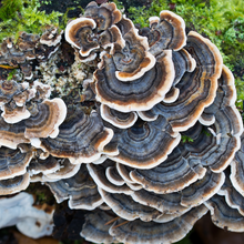 Load image into Gallery viewer, Lively display of natural Turkey Tail mushrooms in the wild.